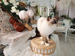 -共舞时光猫咖·狗咖(新街口店)