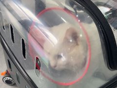 -瑞派长江宠物医院·猫科·外科·24小时夜护(谊城公寓分院)