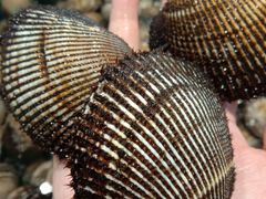 天鹅蛋-青石桥市场北1-27号