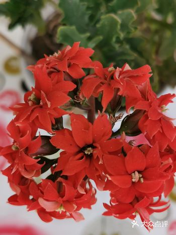 这是长寿花，水仙属的种类之一