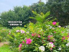 -西青郊野公园