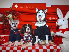 -超宠爱宠物摄影-Super pet