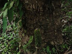 -中国科学院西双版纳热带植物园