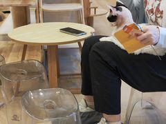 -有喵·猫咖·狗咖·30几只猫10只小狗(岗厦店)