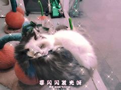 -极木²邸 人与宠物·互动社区