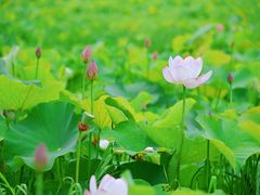 -嘉北郊野公园
