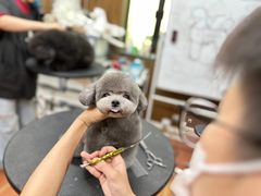 -鑫艺宠物美容培训学校