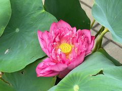 -莲花池公园
