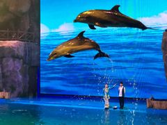 -芜湖新华联大白鲸海洋公园