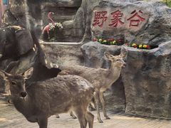 -野象谷景区
