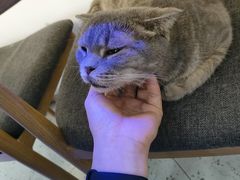 -喵园·猫主题咖啡厅·撸猫·猫咖(国贸店)