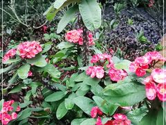 -金花茶公园