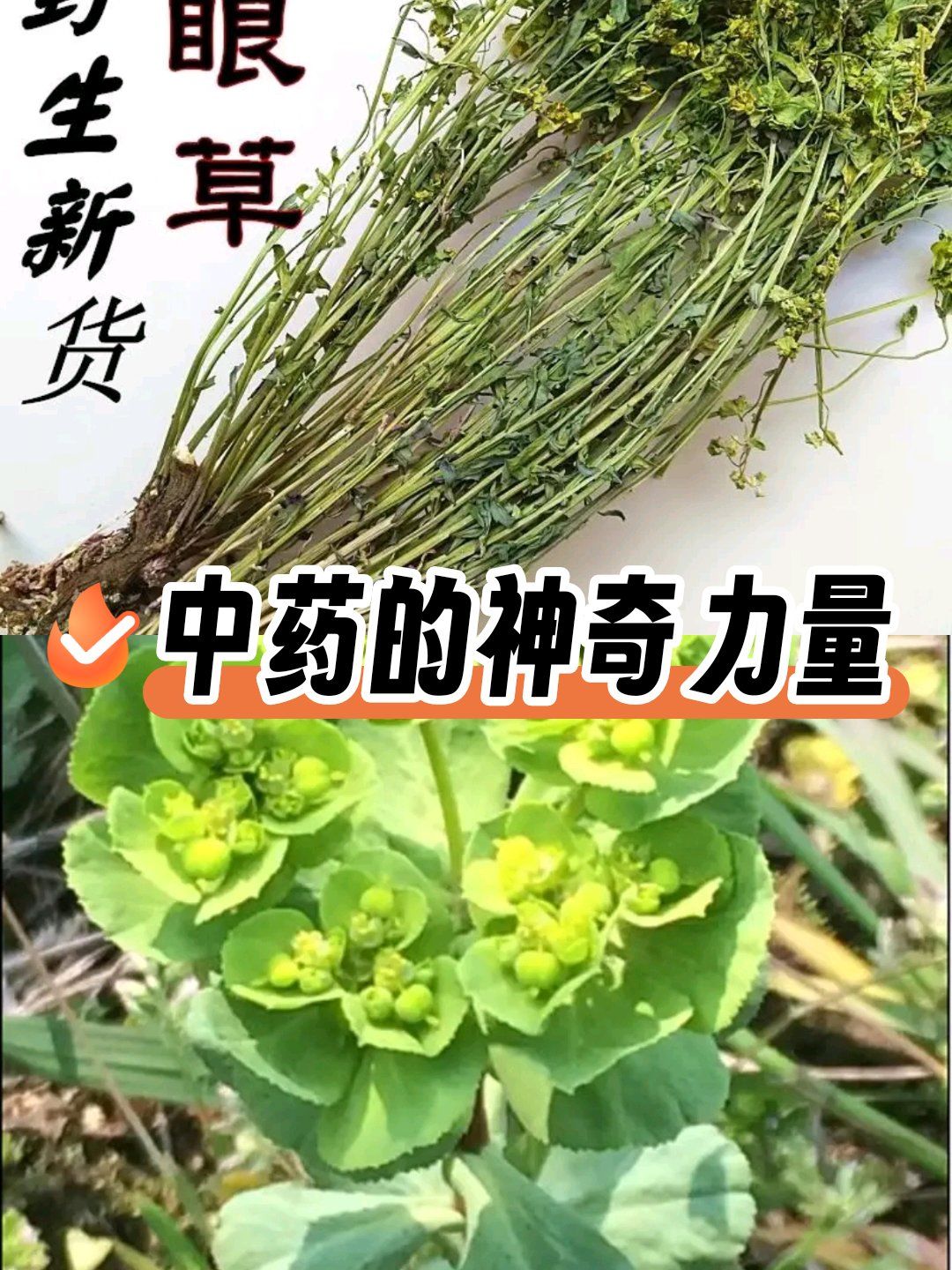 山上常见的猫眼草,具有泻水逐饮,破积杀虫