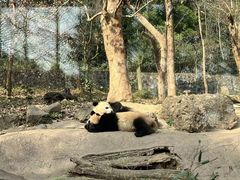 -都江堰中华大熊猫苑