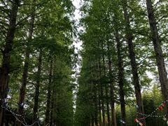 -黄海国家森林公园