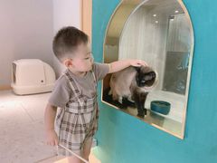 -飞行喵MR PILOT|猫舍·猫咖(静安大融城店)
