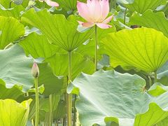 -莲花山公园