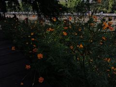 -成都市活水公园