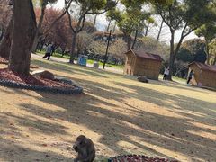 -苏州上方山国家森林公园