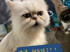 -more than meow吴止猫主题餐厅(承德 中船汇店)