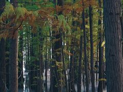 -东湖落雁景区
