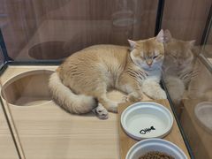 -袖虎·猫馆(体育西路店)