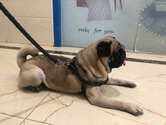 -派特宠物医院(圆融广场店)