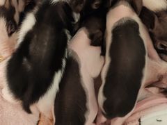 -浣熊柯尔鸭土拨鼠·电玩咖