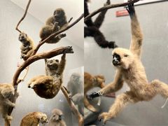 -昆明动物博物馆