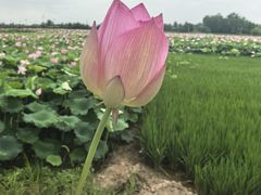 -洪湖生态旅游区