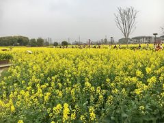 -田园东方蜜桃村的田野营地