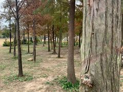 -上海长兴岛郊野公园