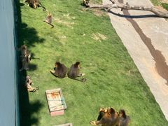 -西霞口神雕山野生动物世界