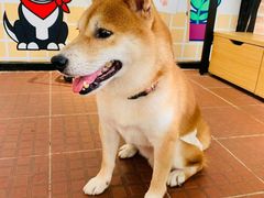 -柴犬高等学院·狗咖·柴犬售卖·宠物训练