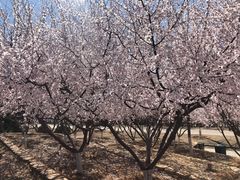 -永定河休闲森林公园