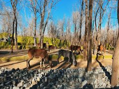 -北京野生动物园