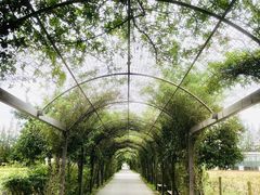 -上海长兴岛郊野公园
