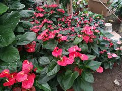 -菊花台公园