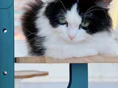-共舞时光猫咖·狗咖(新街口店)