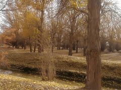 -金塔沙漠胡杨林景区