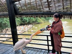 -大湾区中央湿地公园