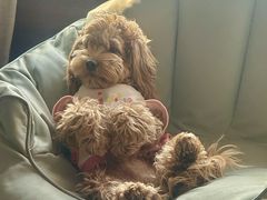 -帕帕拉兹宠物(亚洲旗舰店)