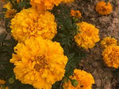 -松山湖梦幻百花洲