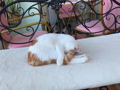 -这儿没有猫·猫咖萌宠馆·撸猫