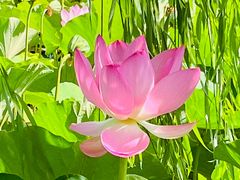 -莲花池公园