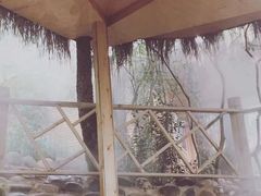 -云涛森林温泉