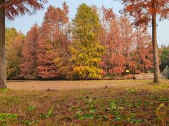 -上海海湾国家森林公园