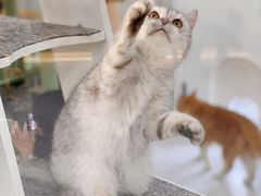 -喵园·猫主题咖啡厅·撸猫·猫咖(国贸店)