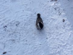 -雪谷