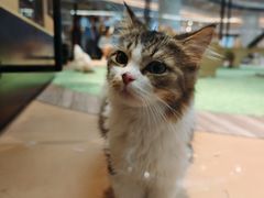 -爪爪喵星球·猫舍(卓悦中心店)